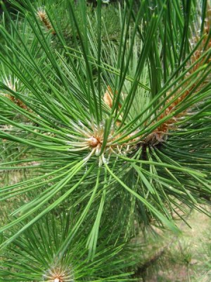 Borovice černá Pinus nigra