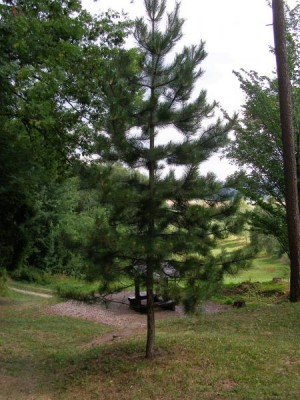 Borovice černá Pinus nigra