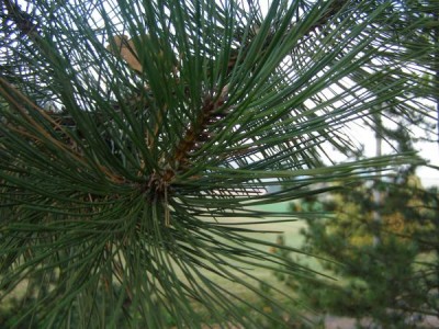 Borovice černá Pinus nigra