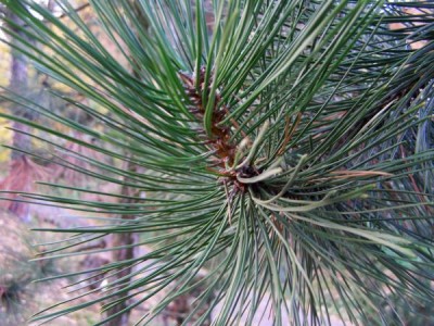 Borovice černá Pinus nigra