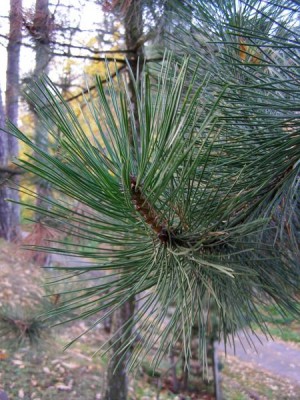 Borovice černá Pinus nigra