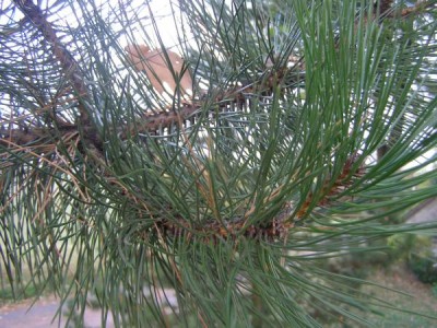 Borovice černá Pinus nigra