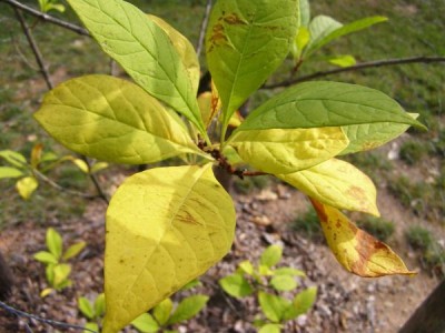 Bělas viržinský - podzim Chionanthus virginicus
