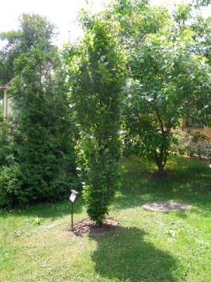 Buk obecný Fagus silvatica ´Fastigiata  Dawyck gold´