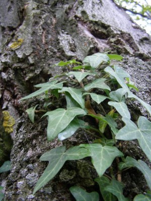 Břečťan obecný - pnoucí se na kmenu buku Hedera helix