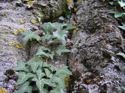 Břečťan obecný - pnoucí se na kmenu starého buku Hedera helix
