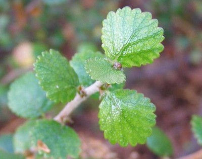 Bříza trpasličí Betula nana