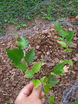 Bříza černá Betula nigra