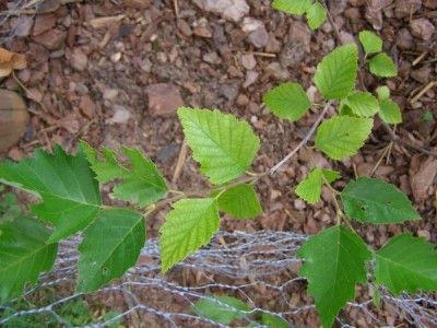 Bříza černá Betula nigra