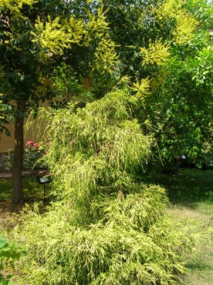 Cypřišek hrachonosný Chamaecyparis pisifera ´ Filifera-aurea´