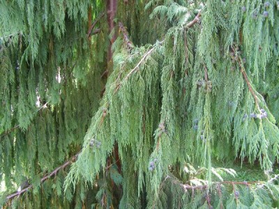 Cypřišek nutkajský Chamaecyparis nootkatensis ´Pendula´