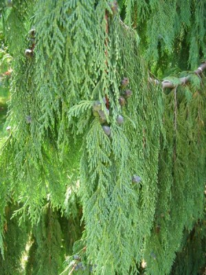 Cypřišek nutkajský Chamaecyparis nootkatensis ´Pendula´