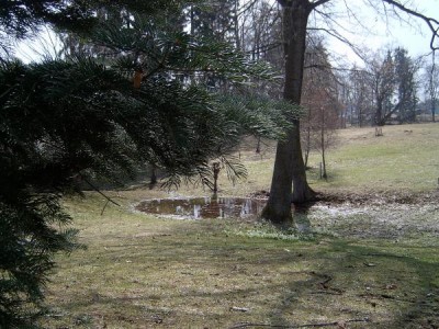 Dolní park, rybníček na jaře, bledule jarní Leucojum vernum