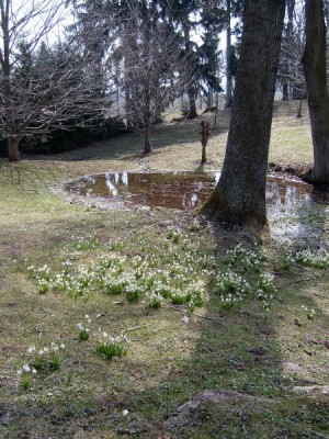 Dolní park, rybníček na jaře, bledule jarní Leucojum vernum