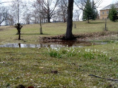 Dolní park, rybníček na jaře, bledule jarní Leucojum vernum