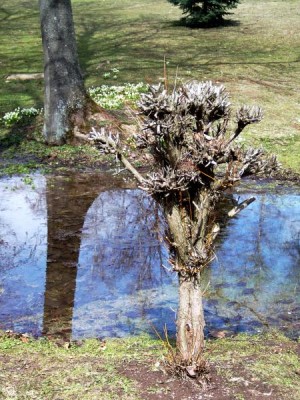 Dolní park, rybníček na jaře Vrba košařská Salix viminalis