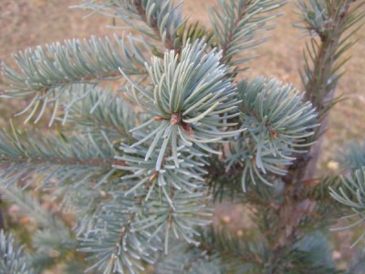 Douglaska sivá Pseudotsuga glauca ´Blue Wonder´