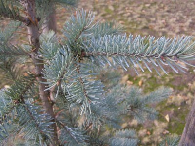 Douglaska sivá Pseudotsuga glauca ´Blue Wonder´