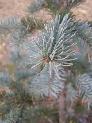 Douglaska sivá Pseudotsuga glauca ´Blue Wonder´