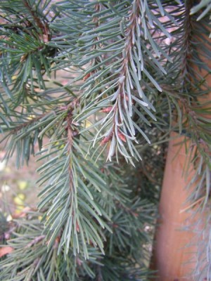 Douglaska tisolistá Pseudotsuga menziesii ´Glauca pendula´