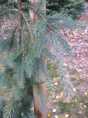 Douglaska tisolistá Pseudotsuga menziesii ´Glauca pendula´