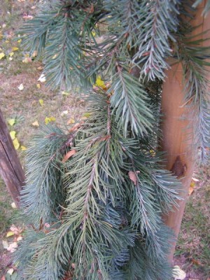  Douglaska tisolistá Pseudotsuga menziesii ´Glauca pendula´