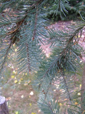 Douglaska tisolistá Pseudotsuga menziesii ´Glauca pendula´