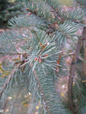 Douglaska tisolistá Pseudotsuga menziesii ´Glauca pendula´
