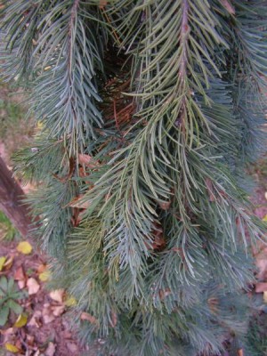 Douglaska tisolistá Pseudotsuga menziesii ´Glauca pendula´