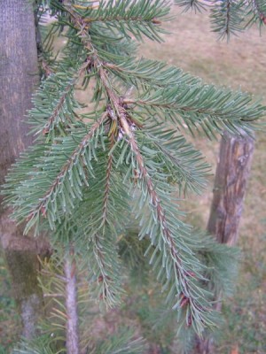 Douglaska tisolistá Pseudotsuga menziesii ´Glauca pendula´