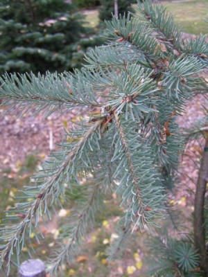 Douglaska tisolistá Pseudotsuga menziesii ´Glauca pendula´