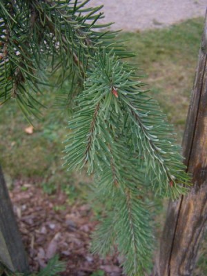 Douglaska tisolistá Pseudotsuga menziesii ´Glauca pendula´