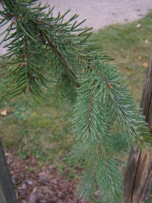 Douglaska tisolistá Pseudotsuga menziesii ´Glauca pendula´
