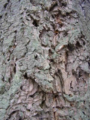 Douglaska tisolistá - borka Pseudotsuga menziesii