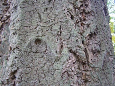 Douglaska tisolistá  - borka Pseudotsuga menziesii