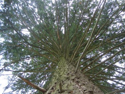 Douglaska tisolistá  - koruna stromu Pseudotsuga menziesii