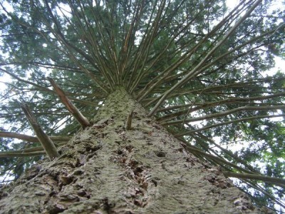 Douglaska tisolistá  - koruna stromu Pseudotsuga menziesii