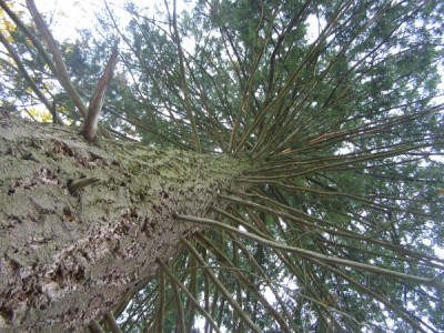 Douglaska tisolistá  - koruna stromu Pseudotsuga menziesii