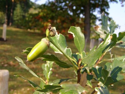 Dub letní, křemelák Quercus robur ´Argenteomarginata´