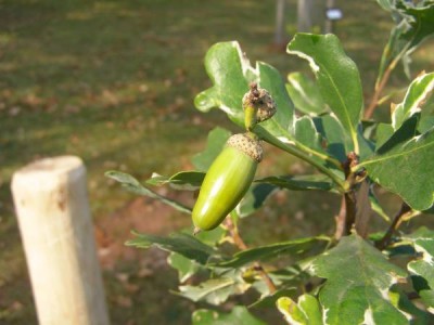 Dub letní, křemelák Quercus robur ´Argenteomarginata´