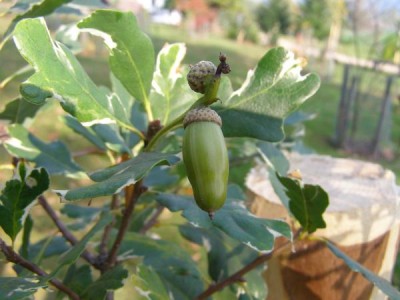 Dub letní, křemelák Quercus robur ´Argenteomarginata´