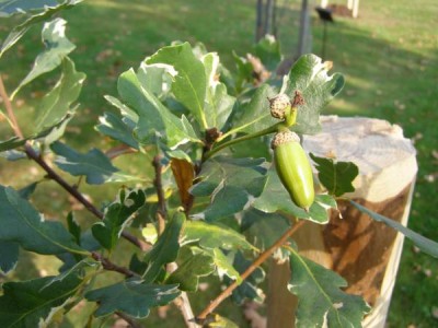 Dub letní, křemelák Quercus robur ´Argenteomarginata´
