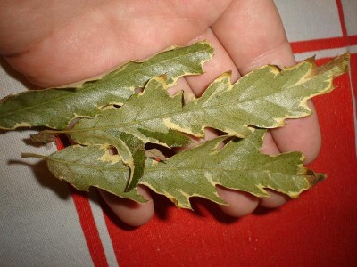 <p> Dub cer - pestrolistý Quercus cerris ´Argenteovariegata´</p> <p>(vysazen -  listopad 2007)</p>