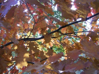 Dub bahení Quercus palustris