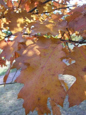 Dub bahení Quercus palustris