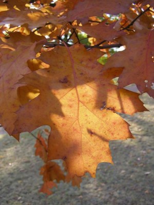 Dub bahení Quercus palustris
