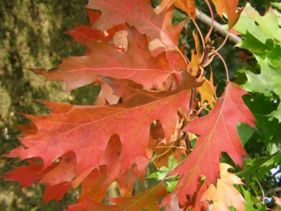 Dub bahení - podzim Quercus palustris