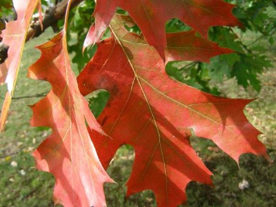 Dub bahení - podzim Quercus palustris