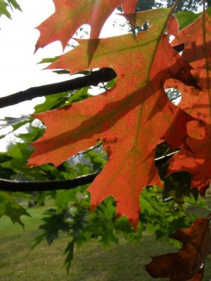 Dub bahení - podzim Quercus palustris