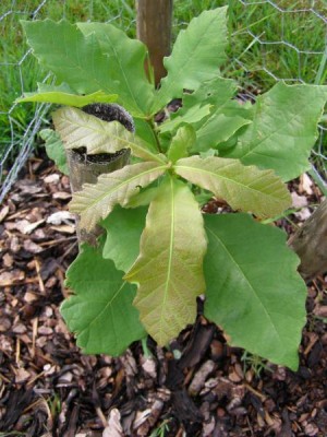 Dub dvoubarevný Quercus bicolor